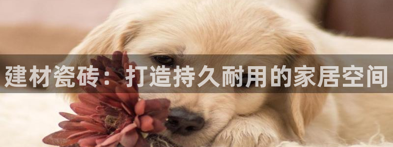 杏鑫平台登陆